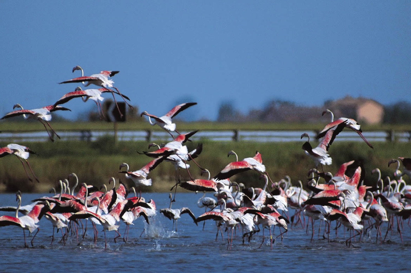 Flamingos at the Saline di Cervia